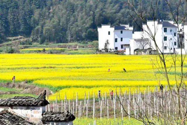 中國***美的鄉(xiāng)村景色，看看有你的家鄉(xiāng)嗎
