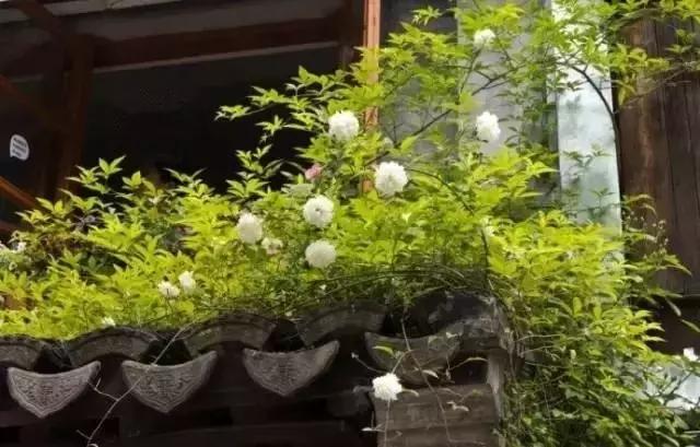 這樣的院子，只有中國人駕馭得了它！